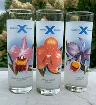 3 Celebrity Cruises Floral Cocktail Glasses King Richard Warscewiczii Recipes - £29.62 GBP
