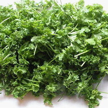 Cress Herb 500 Seeds 2 Grams USA Seeds Fast Shipping - £22.75 GBP