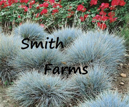 SL 25+ Seeds Blue Fescue Grass Landscaping Plants Flowers Garden Groundc... - $4.50