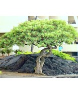 LimaJa Dwarf Umbrella Tree 20 Seeds Schefflera Arboricola Indoor Housepl... - £4.69 GBP