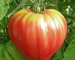 100 Pink Oxheart Tomato Seeds Non Gmo Tomato Seeds Fast Shipping - $8.99