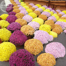 Fresh Seeds Dendranthema Grandiflorum Flower Seeds 250 Seeds Mixed Yellow Purple - $13.00