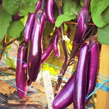 New Fresh Seeds Purple Shine Chinese Eggplant Long Aubergine Asian Vegetable - $9.90