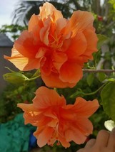 TROPICAL DOUBLE ORANGE HIBISCUS WELL ROOTED 5 TO 7 INCHES LIVE PLANT - $25.00