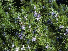 Rosemary Herb Seeds 25 Per Pkt Container Or Locations Cuisine Fav Fresh Garden - $13.78