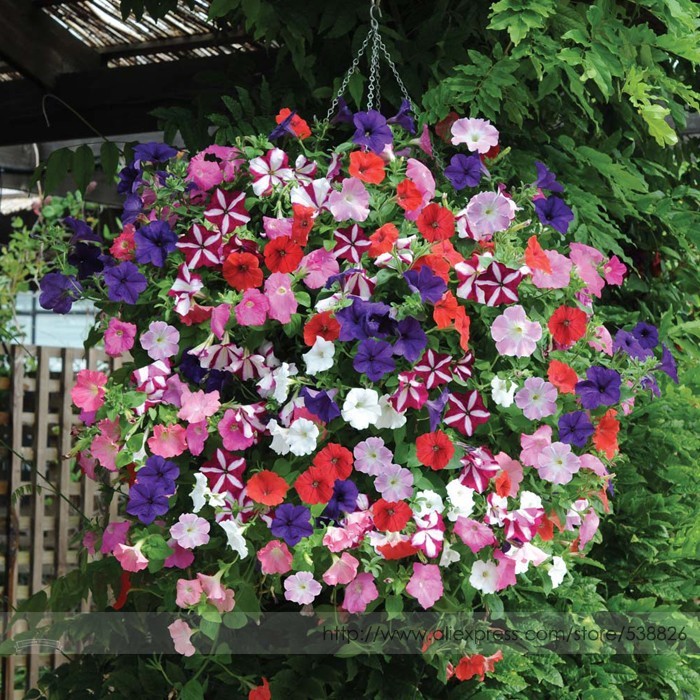 Mixed Hanging Petunia Flower 200 Seeds Garden - $2.96