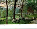 Sheep In Roger Williams Park Providence Rhode Island RI UNP UDB 1900s Po... - $6.88