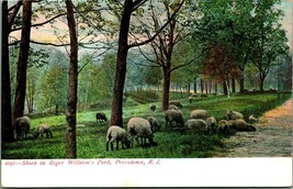 Sheep In Roger Williams Park Providence Rhode Island RI UNP UDB 1900s Postcard - £5.37 GBP