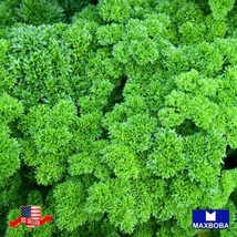 44800 Curled Parsley Triple Moss Non-Gmo Heirloom Garden USA SELLER - £44.79 GBP