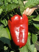 200 Red Giant Sweet Pepper Seeds Chili Capsicum Seed Organic Heirloom - $4.75