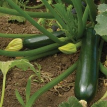 New Fresh Seeds Dark Green Zucchini Summer Squash Seed Garden Vegetable Seeds - £8.71 GBP