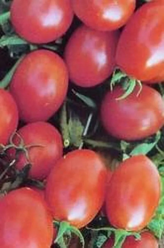 BPASTORE 30 Crovarese Italian Grape Tomato Buy Seeds Online - $9.43