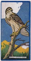 Cowan Co Toronto Card Bird Rough Legged Hawk - £7.78 GBP