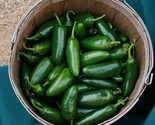 10 Early Jalapeno Pepper Chille Seeds Heirloom Non Gmo Fresh Fast Shipping - £7.20 GBP