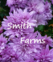 200 Seeds Purple Lavender Chrysanthemum Flowers Mums Fresh Usa Seller - $10.50