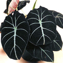 Alocasia Elephant Ear Seeds Taro &#39;Black Velvet&#39; (Alocasia reginula) 20 SEEDS /pa - $6.00