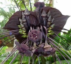 Tacca Chantrieri Bat Flower Cats Whiskers Devil Flower 20 Seeds USA Fast... - $17.95