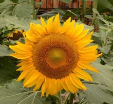 Grow In US 100 Seeds Sunflower Dwarf Incredible 30-40” | 8” Flowers Safe For Bee - £8.13 GBP