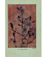 Vintage 1922 Print Purple Aster New England 2 Side Flowers You Should Know - $368.38 MXN