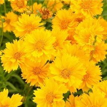 Lance-Leaf Coreopsis Sunburst Perennial Wildflower Tickseed Non-Gmo 100 Seeds - £7.91 GBP