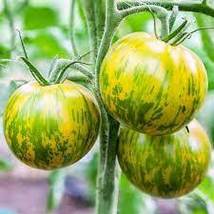 FREE SHIPPING Green Zebra Tomato 30 Seeds NON-GMO - $8.90