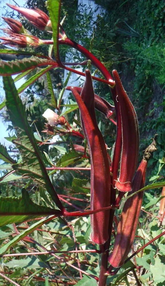 Garden‑Ready 40 Burgundy Okra seeds organic - €2,82 EUR
