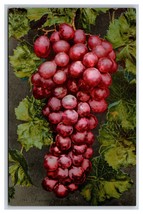 Cluster of Flamingo Table Grapes on Vine UNP DB Postcard Z5 - $2.92