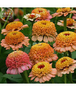 Zinnia Zinderella Peach Cut Flower Seeds 50 Seeds Scabiosa Flowered Zinn... - $10.23