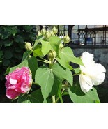 GIB Hibiscus mutabilis | Double Cotton Rose | 100 Seeds - £16.44 GBP