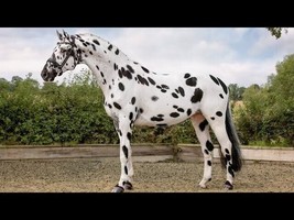 Schleich Toy Knapstrupper Stallion  Horse 5.3 x 2.2 x 4.3 inch - $6.93