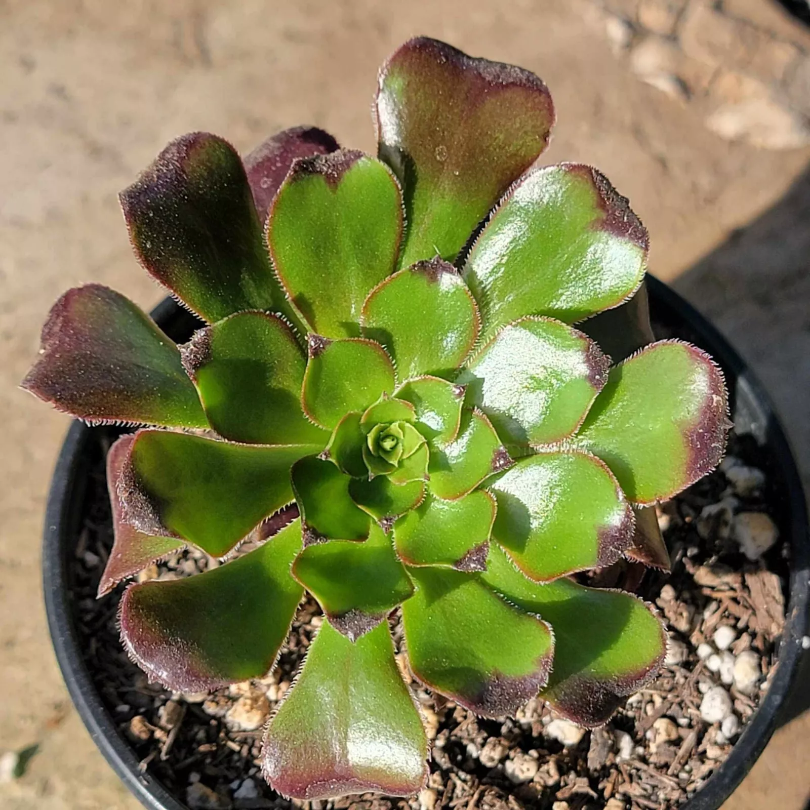 Aeonium urbicum &#39;Rubrum&#39; Rooted Succulent in 4&quot; Pot USA Seller  - £13.91 GBP