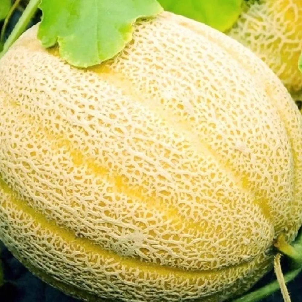 FARM 10 Hales Best Jumbo Cantaloupe Seeds Non-Gmo Cantaloupe Bulk Seeds - £7.13 GBP