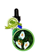 Labdanum (Rock Rose) Absolute Oil - 100% Pure (Cistus ladanif) - 15ml (1/2 oz) - $39.19