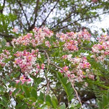 Javanica Tree Seeds (20) - Cassia Javanica, Rare Floral Seeds for Vibrant Home G - £7.45 GBP