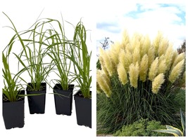 4 White Pampas Grass Cortaderia selloana 2.5&quot; Pots Plants Garden - £51.76 GBP