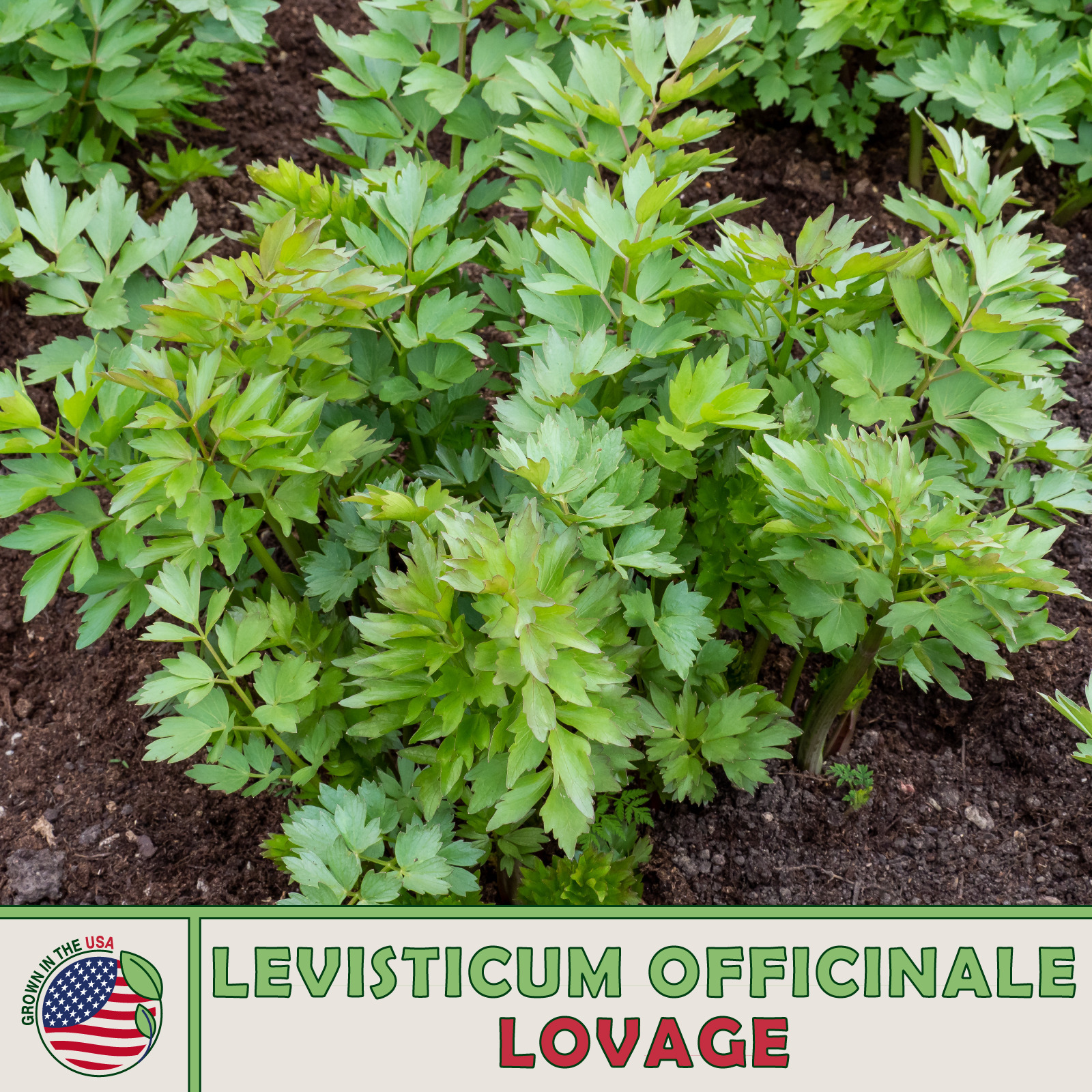 175 Lovage Seeds Culinary Herb Fresh Seeds - $4.80