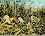 Cutting Sugar Cane Hawaiian Islands TH Hawaii Island Curio UNP DB Postca... - $8.87