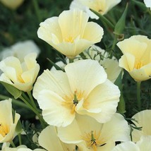 SL 200+ California Ivory Castle Poppy Seeds For Garden - Usa - ! - $4.73