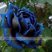 New Midnight Supreme Rose Bush Flower Seeds Fresh Seeds - £5.64 GBP