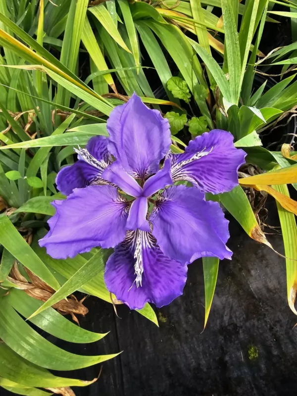 G_S Dwarf Walking Iris Purple Flowers Healthy Live Plant In 4 Inches Pot - £26.96 GBP