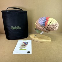 Human Brain Model with Laser-Engraved Numbers and Labeling | Includes Ca... - £100.09 GBP