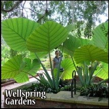 PLGE Monstera adansonii,Philodendron Swiss Cheese, Philodendron in 3&quot; Pot - $17.00