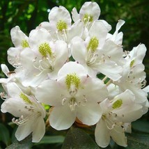 US Seller Rhododendron Maximum Rosebay Great White Laurel 150 Seeds Fast Shippin - $17.20