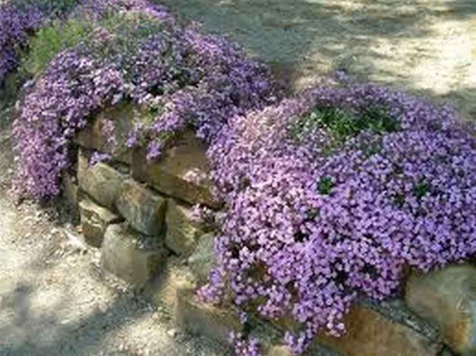 200 Fresh Seeds Soapwort (Saponaria) Rose/Pink  - £8.85 GBP