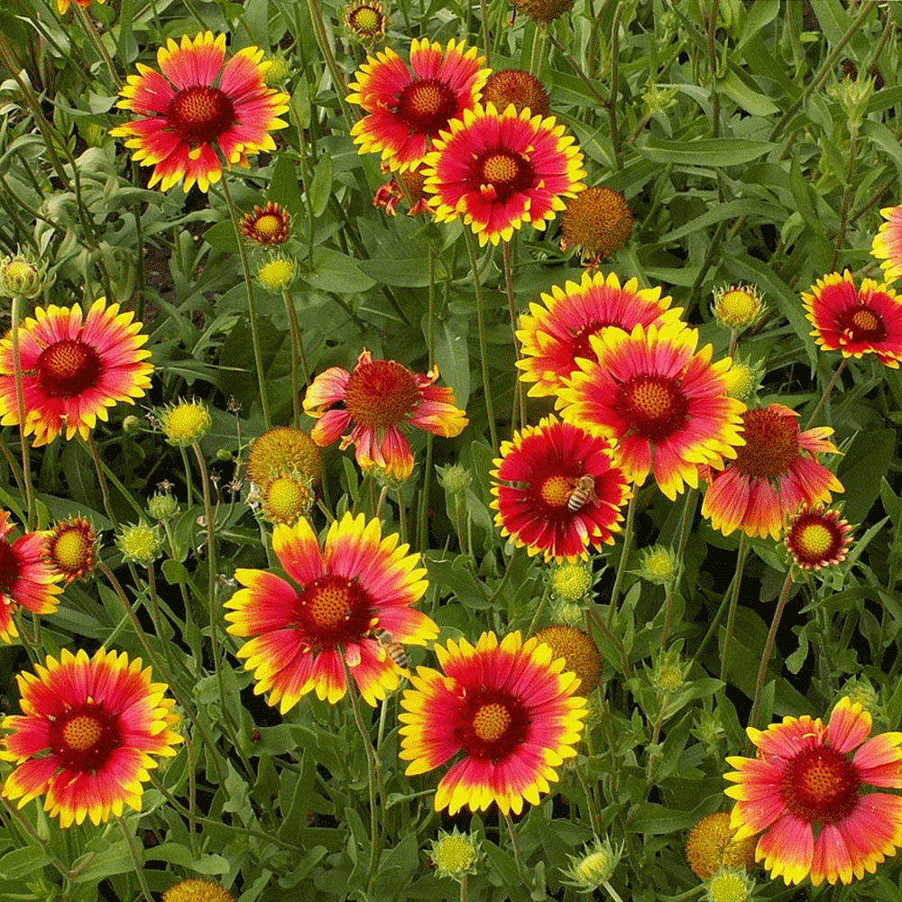 1,500 Gaillardia Seeds Blanket Flower Seeds GARDEN STARTS NURSERY FREESHIP - $53.99