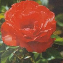 Impatient Floribunda 1 Gal. Orange Red Live Bush Plants Shrub Plant Fine Roses - £87.92 GBP