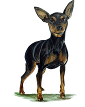 Min Pin Pinscher Dog Almost Alive Vinyl Decal - Auto Car Truck RV Cell Cup Boat - £5.46 GBP+