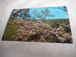 Vintage Postcard unposted 1960s Mountain Laurel Pennsylvania State flower - $111.60 MXN