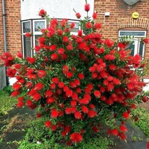 FROM USA 50 Crimson Bottlebrush Flower Tree Houseplant Garden Seeds Callistemon  - £7.87 GBP