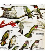Ruby Throated Hummingbird 1966 Color Bird Art Print 3 Other Types ADBN1o - $19.99